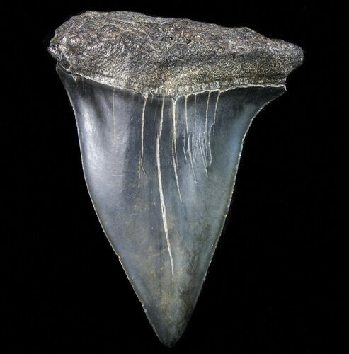 Fossil Mako Shark Tooth - Georgia #75071